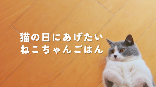 2月22日は猫の日！愛する猫ちゃんにあげたいとっておきの猫ちゃんごはんをご紹介